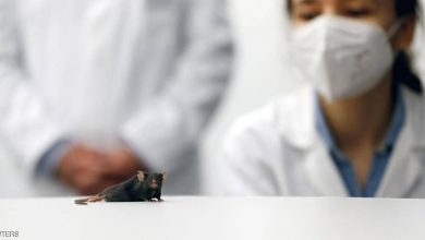 صورة تجربة “الفأر المشلول” تحمل الأمل لملايين البشر